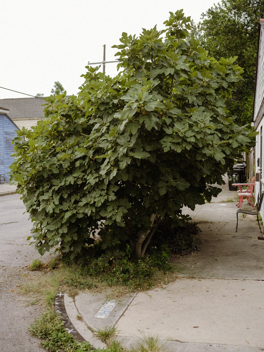 A leafy streetscape outside Congregation Coffee in New Orleans