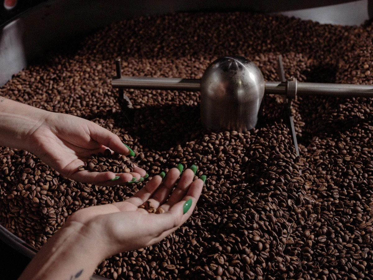 A roaster checks a handful of coffee beans in the roasting machine